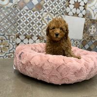 Barboncini toy cuccioli