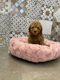 Barboncini toy cuccioli