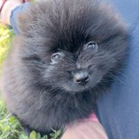 Cuccioli spitz