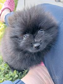 Cuccioli spitz