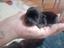 Immagine 4