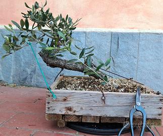 prebonsai olivo yamadori