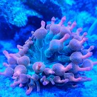 Anemone entacmaea quadricolor