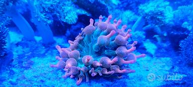 Anemone entacmaea quadricolor