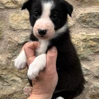 Border collie