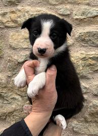 Border collie
