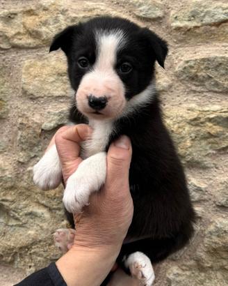 Border collie