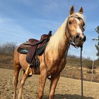 Quarter horse con doc - Palomino - 3 anni