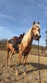 Quarter horse con doc - Palomino - 3 anni