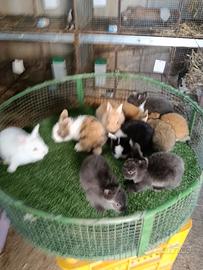 Cuccioli di conigli testa di leone