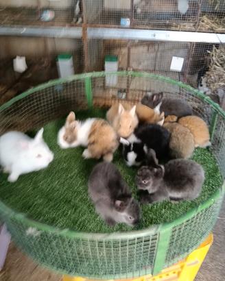 Cuccioli di conigli testa di leone
