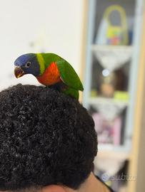 Pappagallo arcobaleno allevato a mano