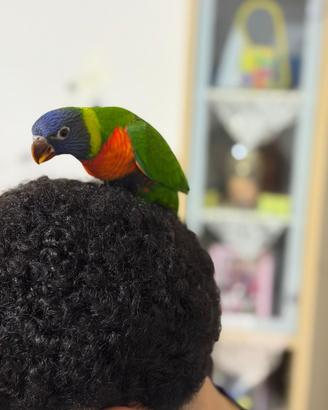 Pappagallo arcobaleno allevato a mano