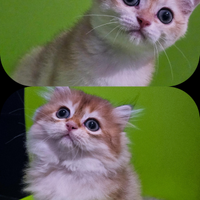 2 cuccioli british shorthair golden pedigree