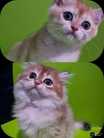 2 cuccioli british shorthair golden pedigree