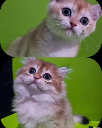 2 cuccioli british shorthair golden pedigree
