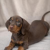 Cucciola di bassotto