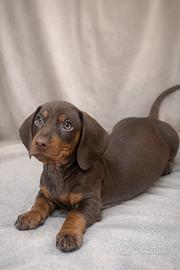 Cucciola di bassotto