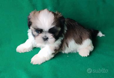 Cuccioli di Shih tzu