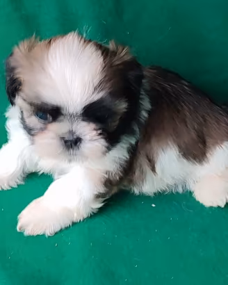 Cuccioli di Shih tzu