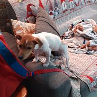 Cucciola di jack Russell