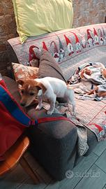 Cucciola di jack Russell