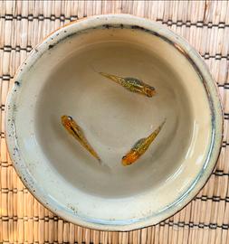 Miyuki - aurora yellow taighaiko - coppie
