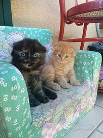 Cuccioli scottish fold