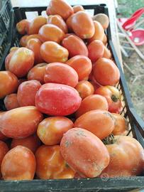 pomodori 