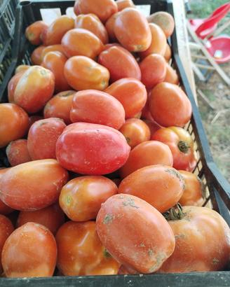 pomodori 