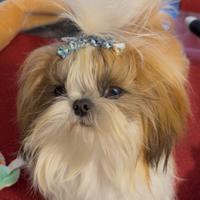 Lo Shihtzu maschio