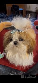 Lo Shihtzu maschio