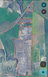 Uliveto Nocellara del Belice