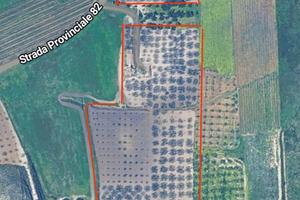 Uliveto Nocellara del Belice