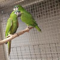 Pappagallo Ara Nobils