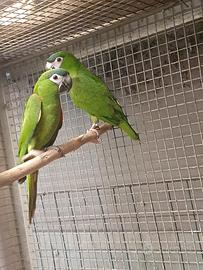 Pappagallo Ara Nobils