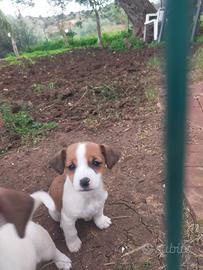 Cuccioli Jack Russell