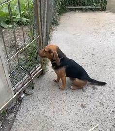 Cane da caccia al coniglio
