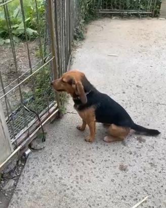 Cane da caccia al coniglio