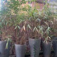 piante giardino: bamboo e vasi