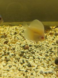 discus albino