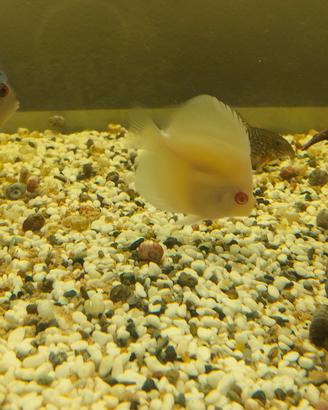 discus albino