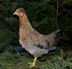 Galline ornamentali legbar dalle uova azzurre