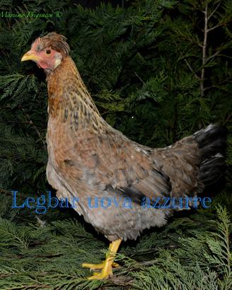 Galline ornamentali legbar dalle uova azzurre