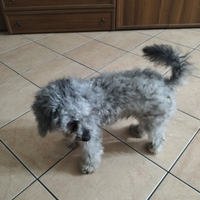 Barboncino maschio 2 anni per monta