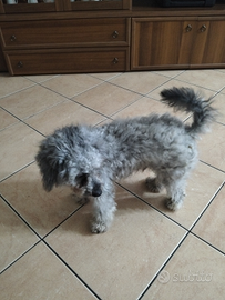 Barboncino maschio 2 anni per monta