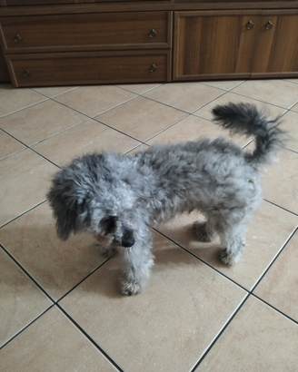 Barboncino maschio 2 anni per monta