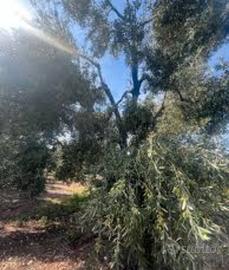 Uliveto in Contrada Ciandro