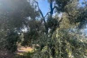 Uliveto in Contrada Ciandro
