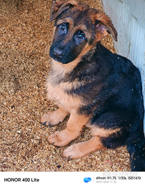 Cuccioloni di pastore tedesco già pronti